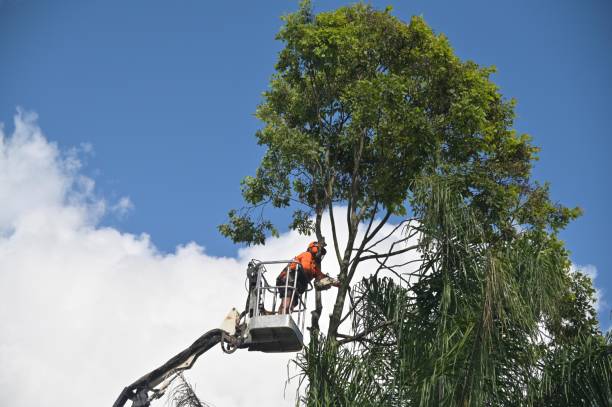 Tree and Shrub Care in Bangor, ME