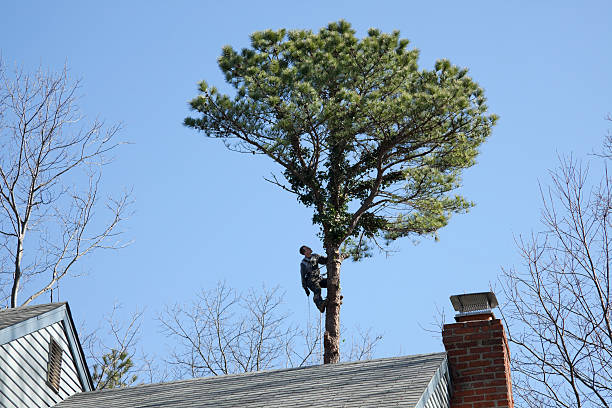 Best Tree Fertilization  in Bangor, ME