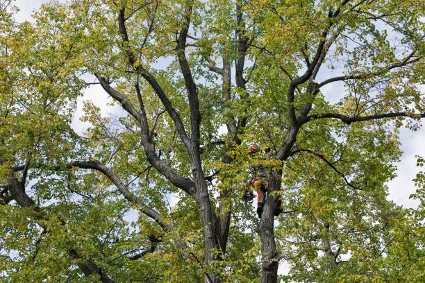 Reliable Bangor, ME Tree Services Solutions